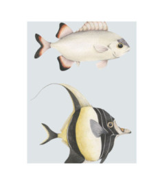 Affiche CASADECO Collection SEASIDE Stan Et Leon Les Poissons SEAS201686204 50x70cm