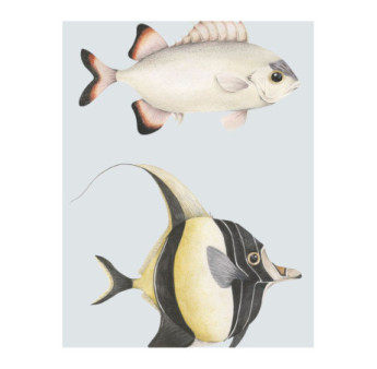 Affiche CASADECO Collection SEASIDE Stan Et Leon Les Poissons SEAS201686204 50x70cm