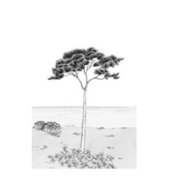 Panoramique Collection WONDERWALLS 2 WDWD200029103 Parfum De Pin Noir Fusain 200x280cm