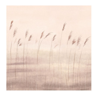Panoramique Collection WONDERWALLS 2 WDWD200081503 Jonc Des Dunes Naturel 200x280cm