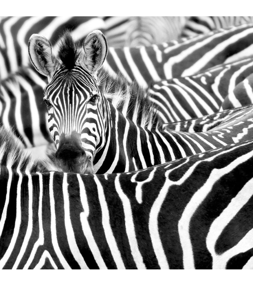 Panoramique RASCH collection AFRICAN QUEEN III 363609 371x300cm